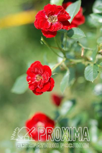 Роза красная самые популярные почвопокровные сорта