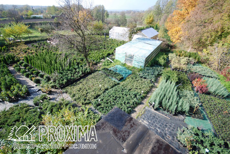 Садовий центр PROXIMA с.Жорновка 20 км от Киева