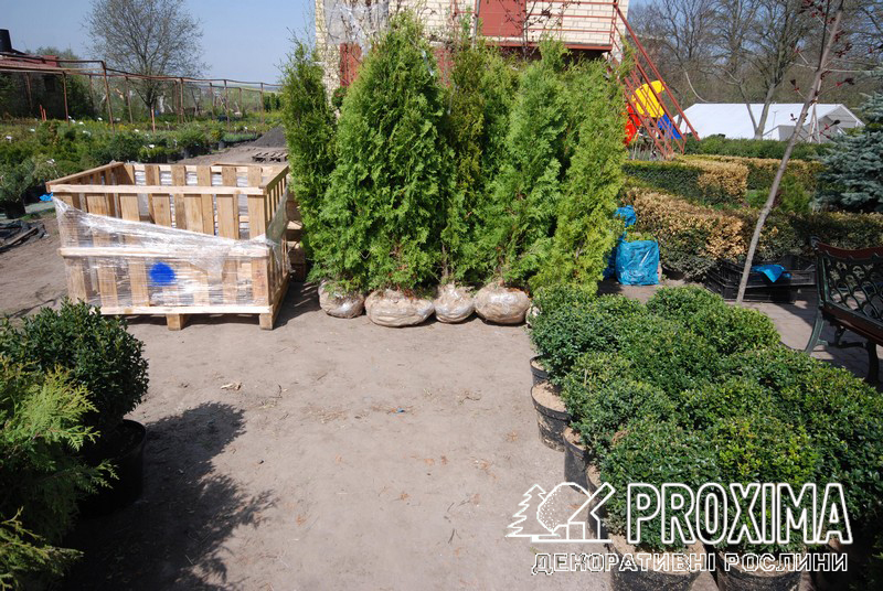 Вечнозелёные растения для украинского климата