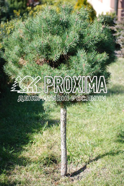 Сосна шаровидна садовий центр Proxima