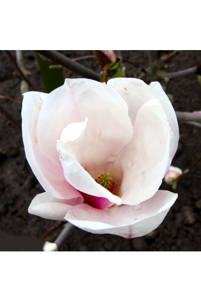 Магнолія Суланжа Спеціоза келихоподібна квітка