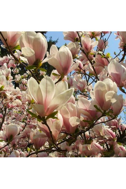 Magnolia soulangeana Speciosa