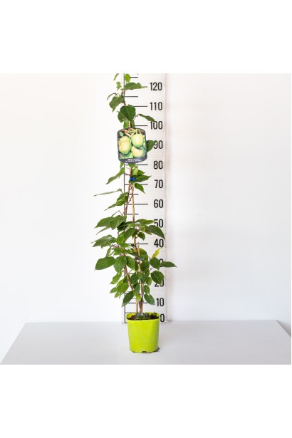 Бруннера Джек Фрост в період цвітіння 