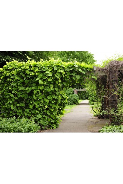 Бруннера великолиста Джек Фрост в горщику 3 л