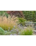 Calamagrostis England в ландшафте