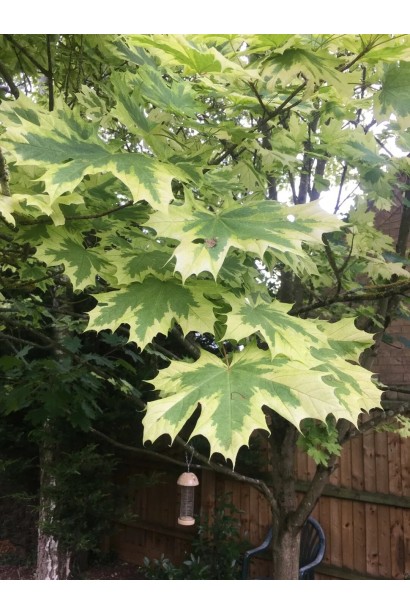 Клен Друмонді світло-зелене листя з кремово-білою облямівкою