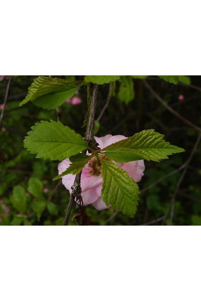 Миндаль трехлопастная эллиптическая зазубренная листва