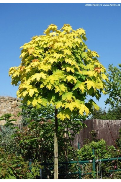 Клен кулястий Жовтий Глобус