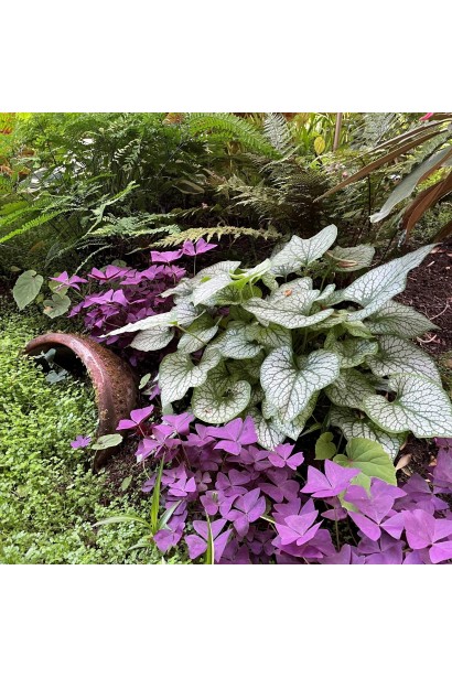 Брунера Jack Frost в ландшафті