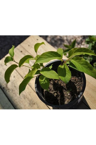 Brunnera macrophylla Jack Frost