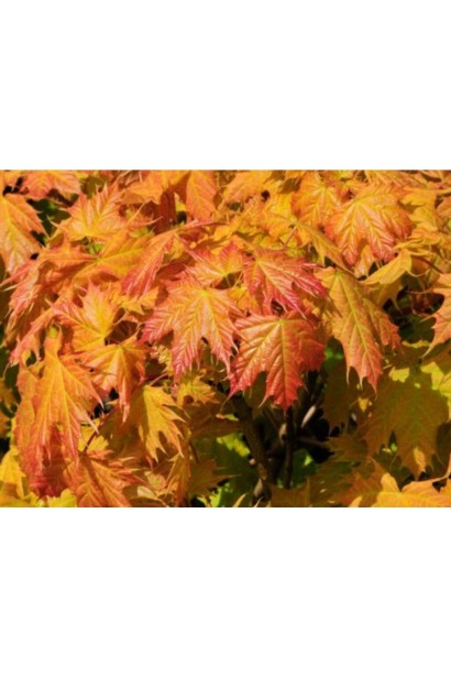 Клен платанолистий Голден Глоб осіннє забарвлення листя