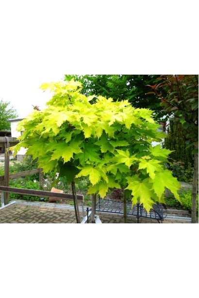 Клен звичайний Голден Глоб жовто--зелене листя