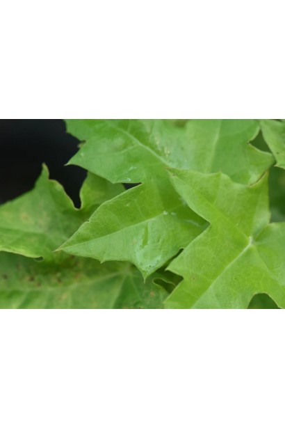 Клен платановидний Голден Глоб зелене листя влітку