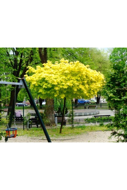 Клен гостролистий Голден Глоб в ландшафті