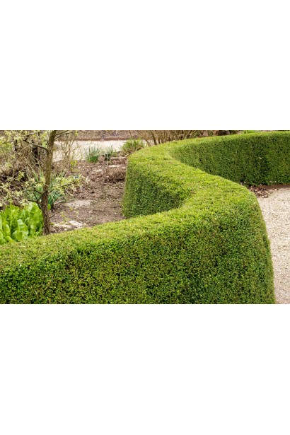 Стрижений низький живопліт з жимолості блискучої