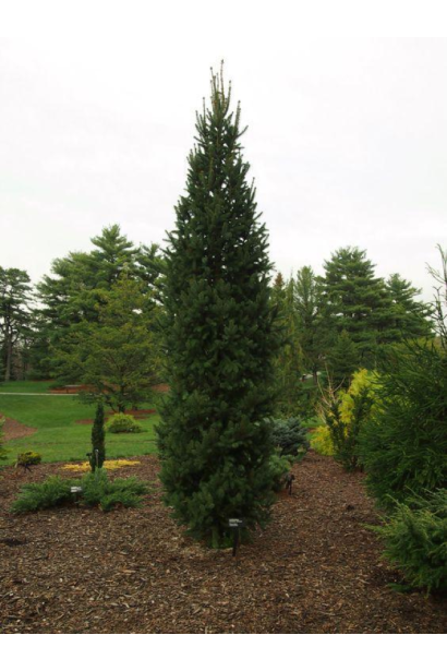 Ялина звичайна Купрессіна