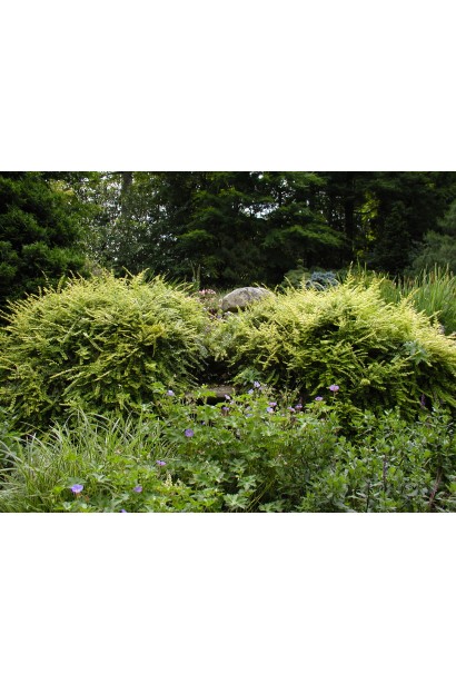 Жимолость блискуча в ландшафті