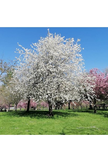 Магнолия кобус белая в ландшафте в период цветения.