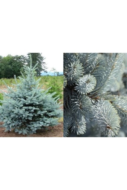 Ель голубая Эрих Фрам