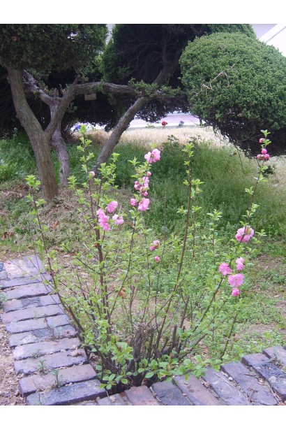 Миндаль трехлопастный куст с вертикальными густо разветвленными побегами.