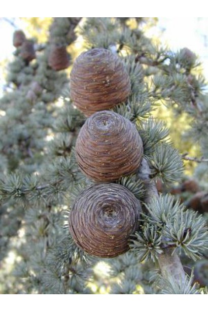Бочковидні світло-коричневі шишки кедра ліванського Глаука