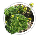Крупка Draba bruniifolia 0