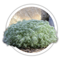 Полин  Artemisia 0