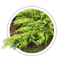 Ялівець Juniperus 0