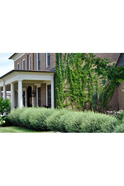 Верба пурпурова Нана в рядовій посадці