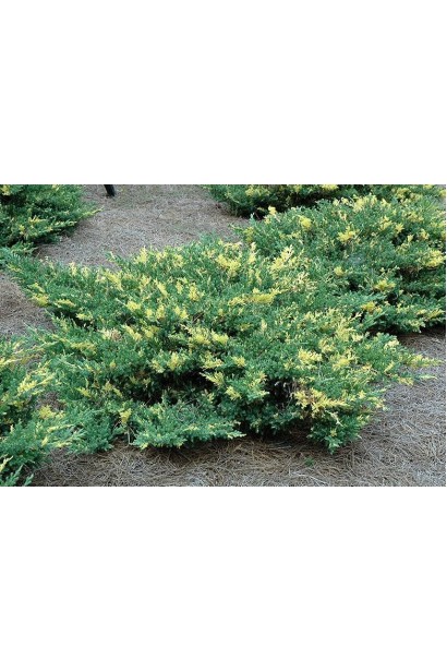 Ялівець горизонтальний Варієгата плоскоокруглий сланкий кущ