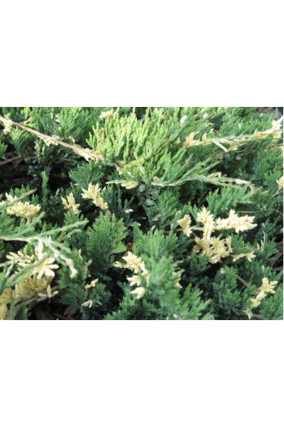 Ялівець розпростертий Варієгата