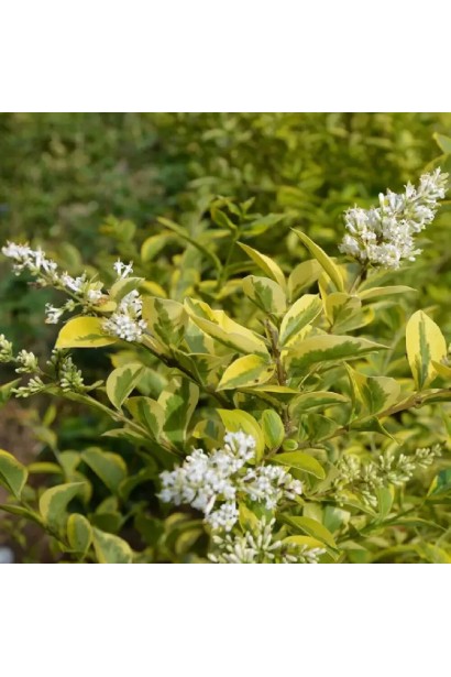 Бирючина Aureum цвітіння