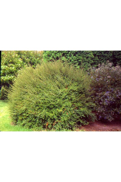 Жимолость блискуча