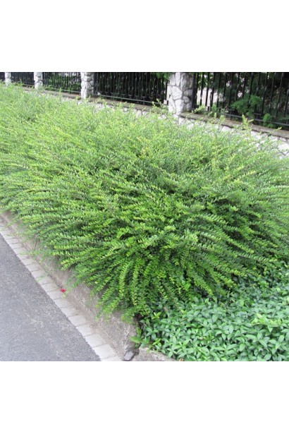 Деревник блискучий