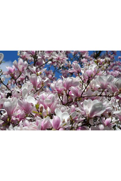 Магнолія Суланжа Спеціоза