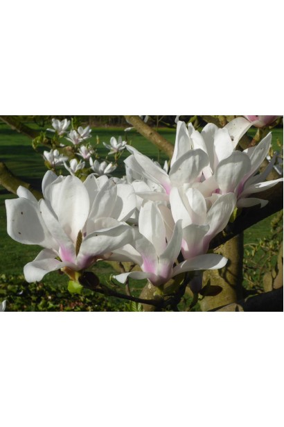 Магнолія Суланжа Спеціоза білі з рожевим відтінком квіти