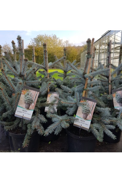 Ель голубая Эрих Фрам саженцы в горшке