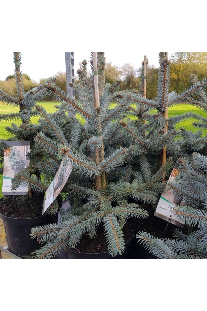 Ель колючая Эрих Фрам в контейнере