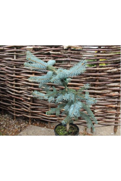 Picea pungens Erich Frahm