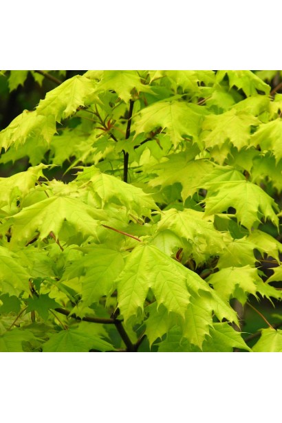 Клен Жовта куля 