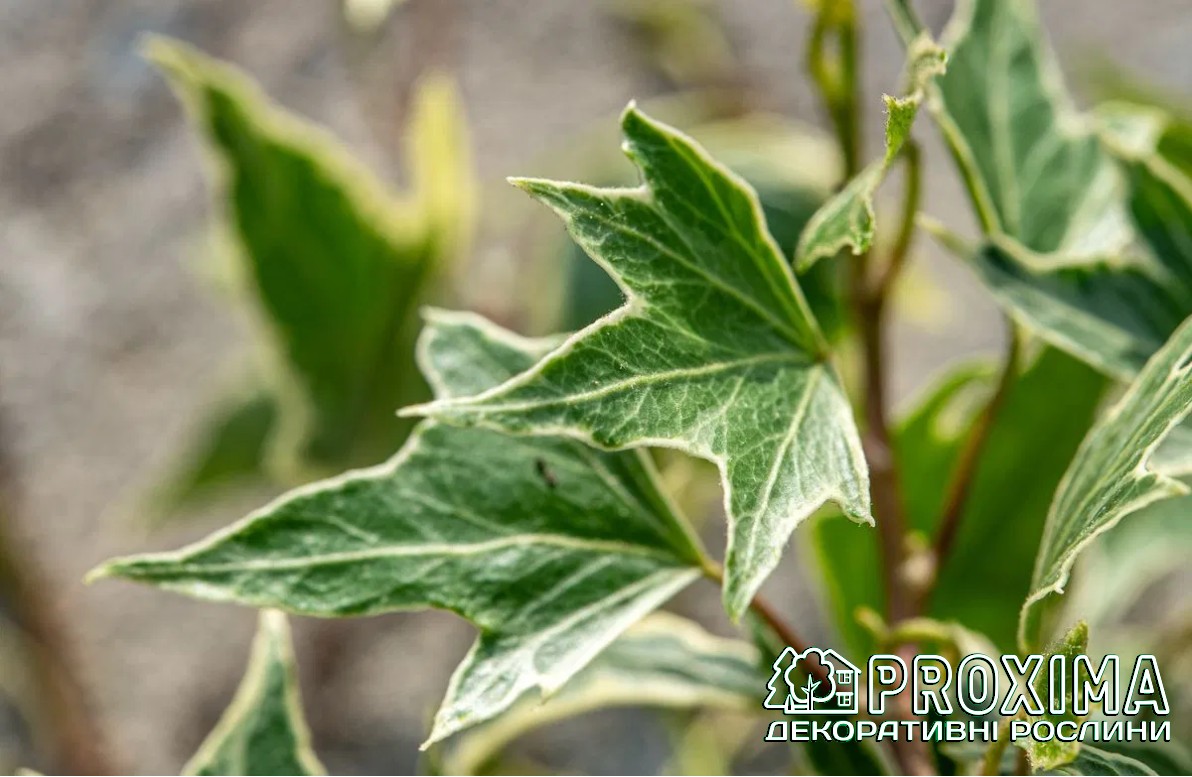 Плющ звичайний `Вайт Ріпл`, Hedera helix `White Ripple` — варієгатний ...