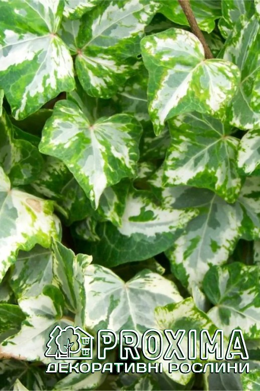 Плющ звичайний `Вайт Ріпл`, Hedera helix `White Ripple` — варієгатний ...