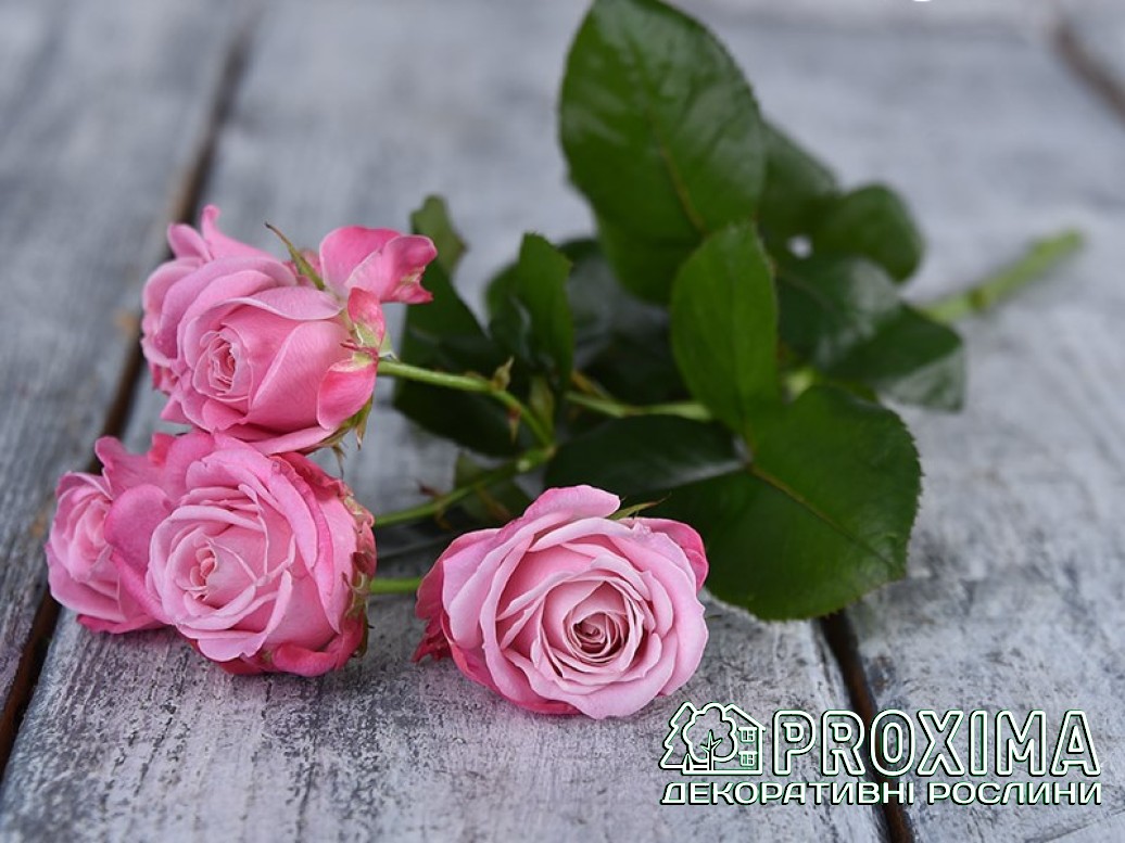 Троянда флорібунда Леді Бомбастік, купити, Київ, Floribunda Rose Lady ...