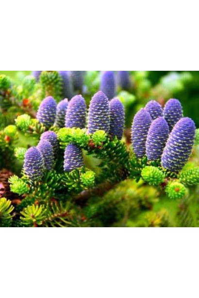 Шишки ялиці Люмінетта: вертикальні, фіолетово-сині, акцентують увагу в саду.