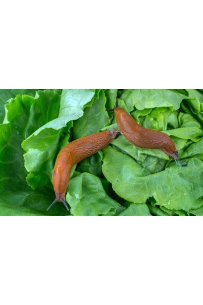 Лімацид Слімекс Плюс / Slimex Plus