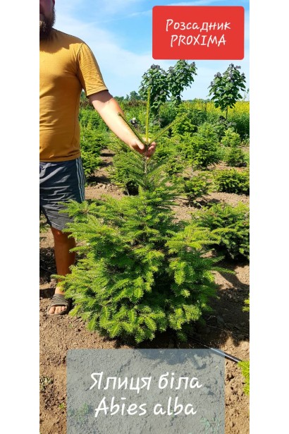 Abies alba: популярне дерево для використання як новорічна ялинка.