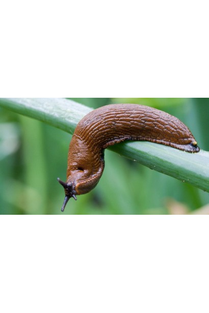 Лімацид Слімекс Плюс / Slimex Plus