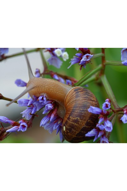 Лімацид Слімекс Плюс / Slimex Plus