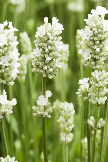 Лаванда узколистная Альба | Лаванда вузьколиста Альба | Lavandula angustifolia Alba