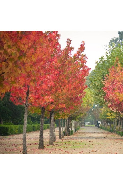 Ліквідамбар смолоносний алейна посадка